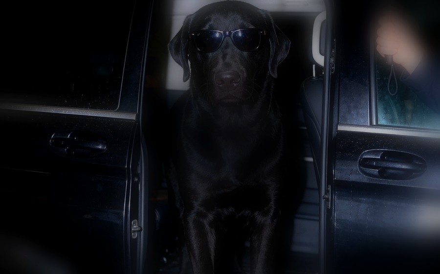 黒ラブラドール